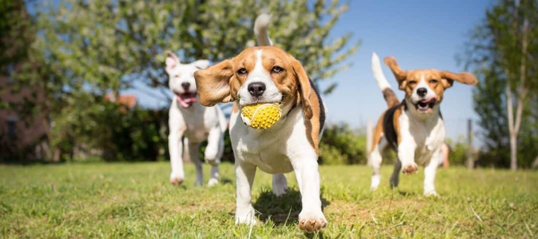 Is that Dog Poop All Over your Lawn? Nope, It’s Been Aerated!
