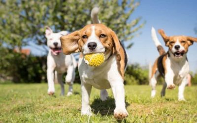 Is that Dog Poop All Over your Lawn? Nope, It’s Been Aerated!