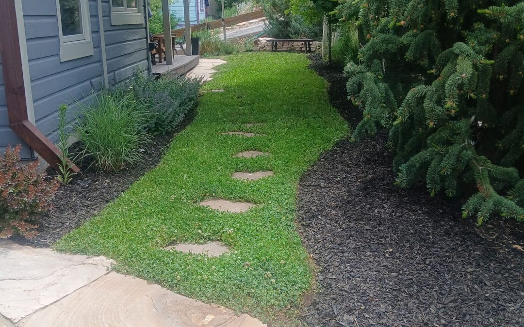 Clover Lawns in Park City: A Smart Low-Water Lawn Alternative
