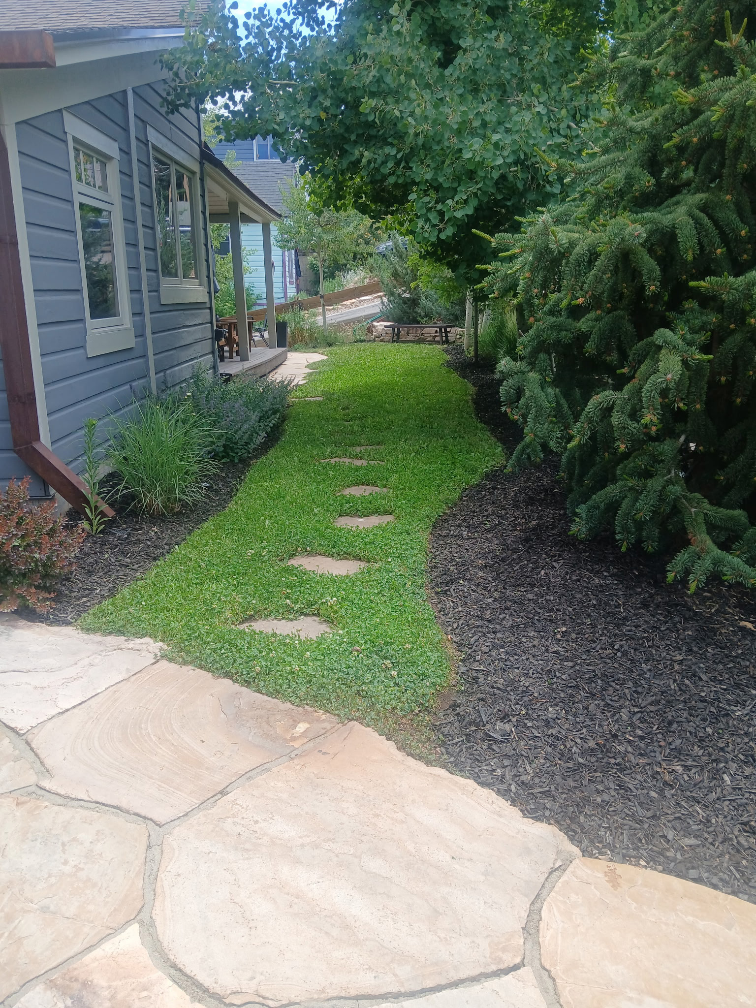 Clover surrounding a flagstone walkway